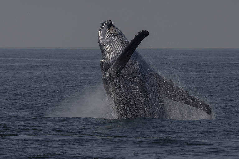 Baleia com boa parte do corpo para fora da água, saltando