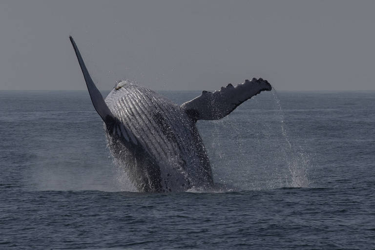 Baleia pulando na água