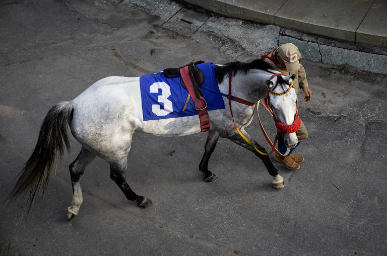 Cavalo aguarda em local reservado no Jockey Clube antes de participar  da corrida; animais levam nomes como Qual É, Gin and Tonic, Nervos de Aço e Gibraltar Love
