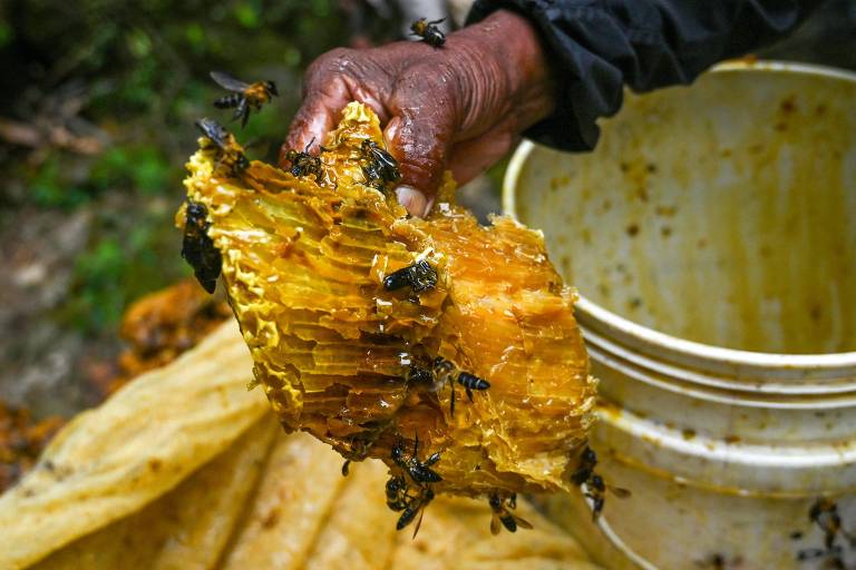 Mudança climática ameaça futuro de coletores de mel alucinógeno do Himalaia