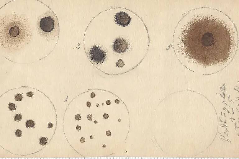 Ilustração de Lina Hesse de experimentos com bactérias