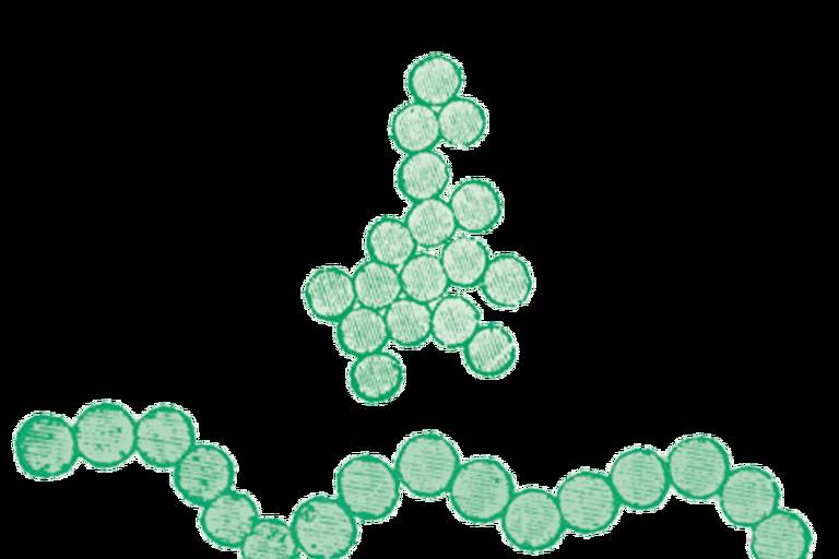 A imagem mostra uma ilustração de bactérias em forma de cocos, que são esféricas e agrupadas em cadeias e aglomerados. As bactérias são representadas em verde sobre um fundo branco.