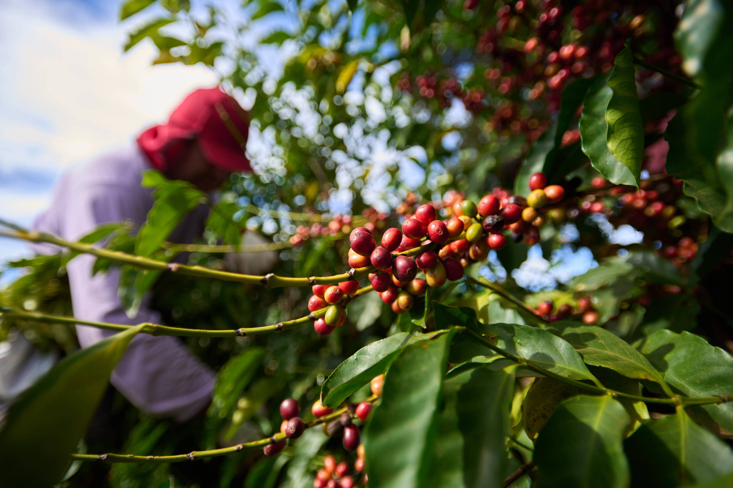 A tarifa de 50% para o agronegócio é perda para os dois países
