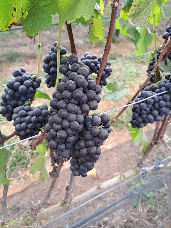 cachos de uva escura na videira