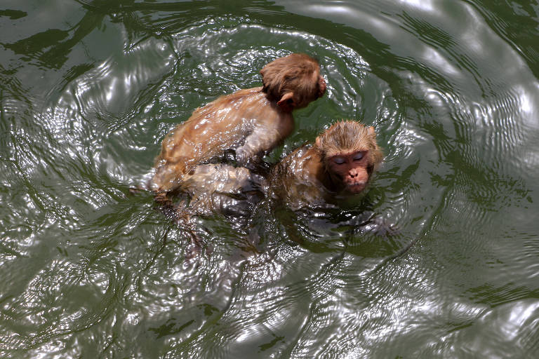 A imagem mostra dois macacos nadando em uma água de cor verde. Um dos macacos está com os olhos fechados, enquanto o outro está parcialmente submerso e olhando para o lado. A água ao redor deles está ondulada, refletindo a luz do sol.