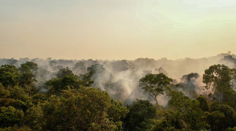 A imagem mostra uma vasta área de floresta com árvores densas e verdes. Há uma quantidade significativa de fumaça subindo entre as árvores, sugerindo a presença de um incêndio florestal. O céu está claro, mas a fumaça cria uma névoa que obscurece parcialmente a visão das árvores ao fundo.