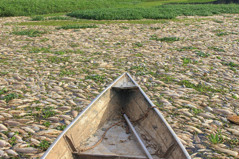 peixes mortos cobrem toda superfície de um rio, de forma quase a não se ver a água; há a proa de um barco de madeira à frente e ao fundo vegetação