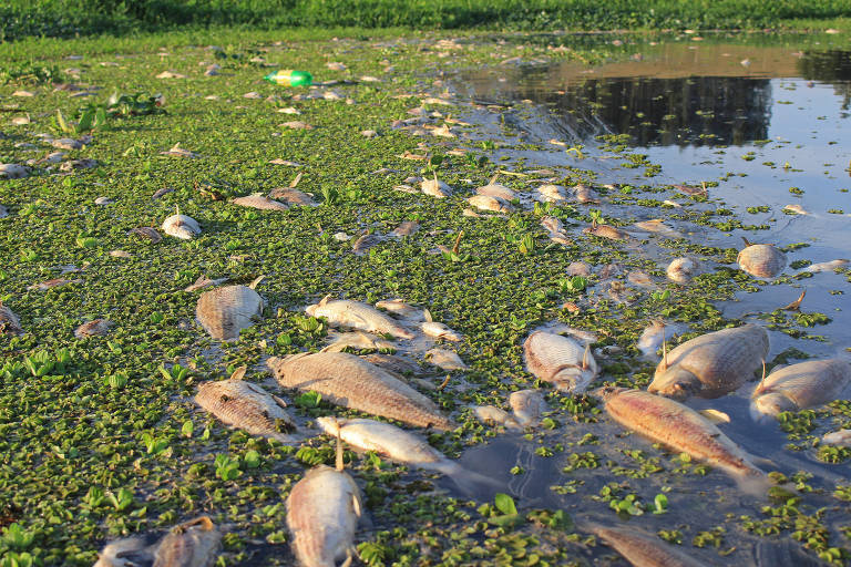 peixes mortos boiando em rio, com parte de vegetação no ao fundo e na lateral