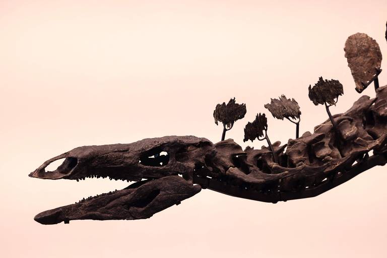 A imagem mostra um fóssil de dinossauro, especificamente a parte do crânio e coluna vertebral. O crânio é alongado com dentes visíveis, e a coluna vertebral apresenta várias vértebras com espinhos dorsais. O fundo é de cor clara, destacando o fóssil escuro.
