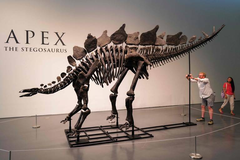 A imagem mostra um esqueleto de estegossauro em exibição em um museu. O esqueleto está montado em uma estrutura de metal e é cercado por uma barreira de corda. Duas pessoas estão observando o esqueleto, uma delas tocando uma das barras de suporte. Na parede ao fundo, há um texto que diz 'APEX THE STEGOSAURUS'.