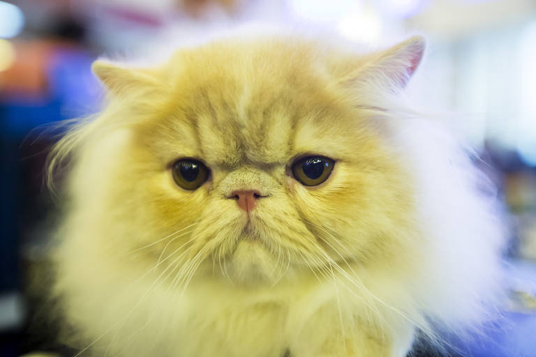 A imagem mostra um gato persa de pelagem longa e fofa. O gato tem uma expressão séria, com olhos grandes e redondos, nariz pequeno e achatado, e orelhas pequenas. A pelagem é de cor clara, com tons de creme e branco. O fundo da imagem está desfocado, destacando o rosto do gato.