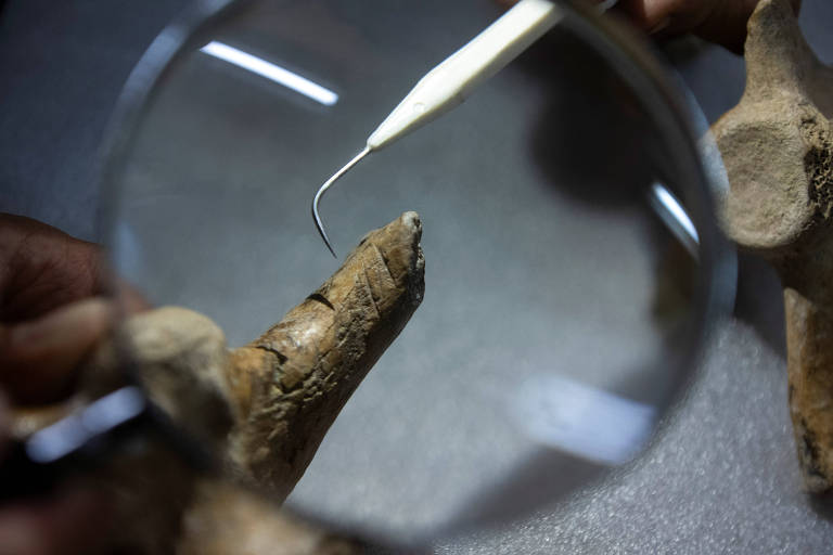 A imagem mostra um fóssil sendo examinado de perto com uma lupa. Uma ferramenta de precisão, possivelmente um bisturi ou uma pinça, está sendo usada para manipular o fóssil. A lupa amplia a área de interesse, permitindo uma análise detalhada.
