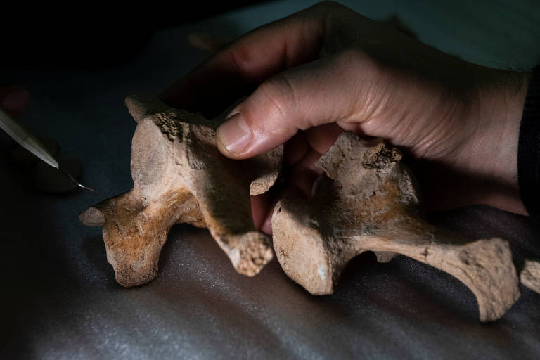 Antropólogo Miguel Delgado com ossos fossilizados de mamífero herbívoro do gênero Neosclerocalyptus
