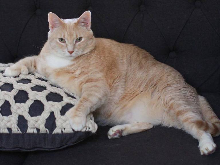 Um gato gordo laranja e branco está deitado em um sofá preto, com uma pata sobre uma almofada de crochê branca e preta. O gato parece relaxado e está olhando diretamente para a câmera.

