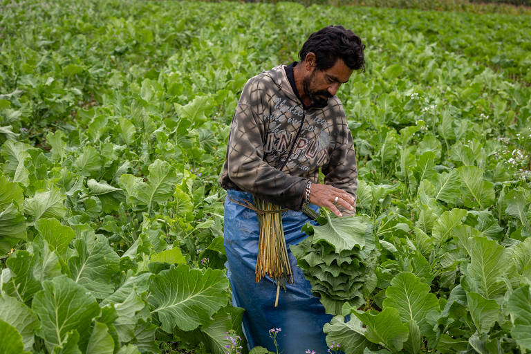 Projeto faz ponte entre produtores rurais e pessoas em insegurança alimentar