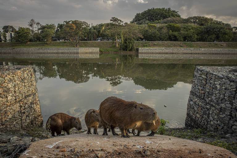 Capivaras ganham rampas nas margens do rio Pinheiros; trânsito ainda é perigo para animais
