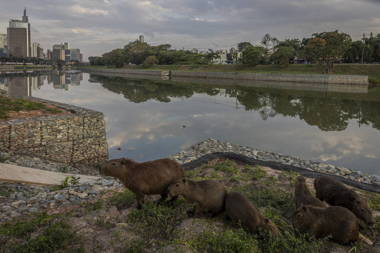 Capivaras acessam margens do rio Pinheiros com novas rampas