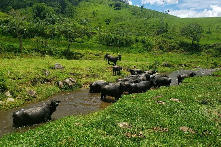 A imagem mostra um grupo de búfalos em um riacho raso em uma área rural. A paisagem ao redor é verde e montanhosa, com árvores esparsas e vegetação densa. O céu está parcialmente nublado com algumas nuvens brancas. Alguns búfalos estão dentro da água, enquanto outros estão na margem do riacho.