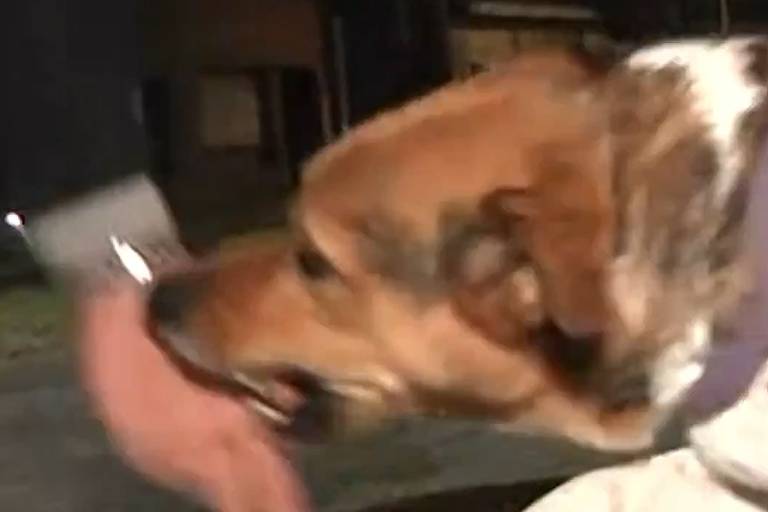 Repórter acaricia cachorro de rua na Argentina, mas é mordido ao vivo