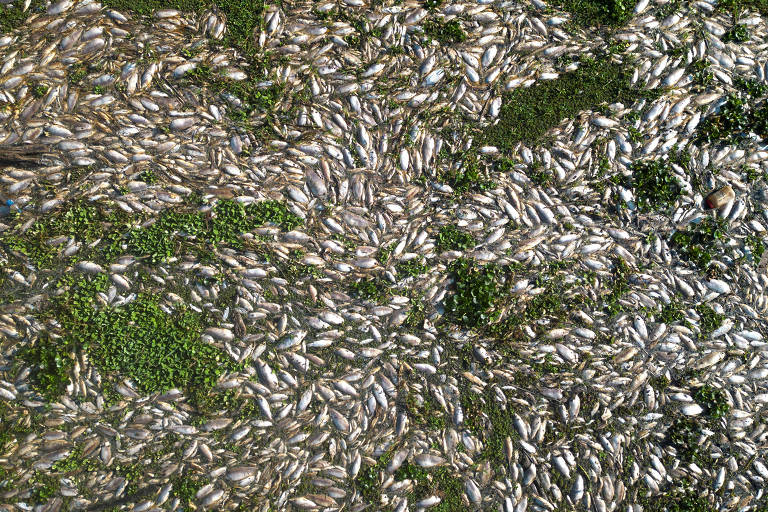 Imagem aérea mostra uma quantidade imensa de peixes mortos impossibilitando a visualização das águas de um rio