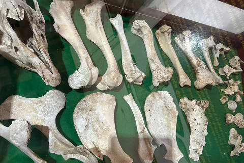 Pará, museu municipal de cultura e história, Esqueleto encontrado Itaituba
( Foto: Ana Bottallo/Folhapress ) DIREITOS RESERVADOS. NÃO PUBLICAR SEM AUTORIZAÇÃO DO DETENTOR DOS DIREITOS AUTORAIS E DE IMAGEM