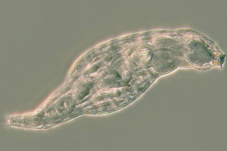 A imagem mostra um rotífero, um microrganismo aquático microscópico, visto de lado. O corpo do rotífero é alongado e transparente, com uma estrutura interna visível. A imagem é ampliada para mostrar detalhes do organismo
