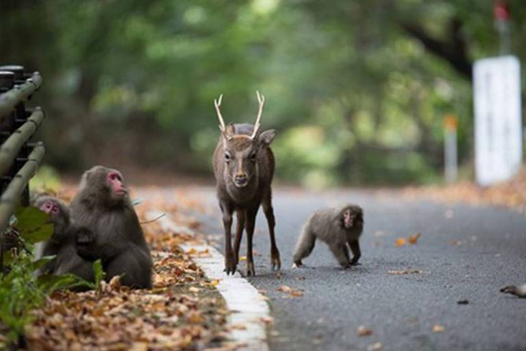Parceria entre populações de macacos-japoneses (Macaca fuscata) e de sikas (Cervus nippon) no Japão