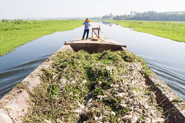 Defesa Civil começa retirada de toneladas de peixes mortos no rio Piracicaba
