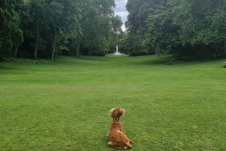 A imagem mostra um cachorro marrom sentado em um gramado verde, olhando para uma fonte ao longe. O parque é cercado por árvores altas e densas. O céu está parcialmente nublado, com algumas áreas de céu azul visíveis entre as nuvens.