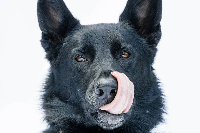 A imagem mostra um cachorro preto com orelhas pontudas e pelagem densa. O animal está olhando para a câmera e tem a língua para fora, como se estivesse lambendo os lábios. O fundo é claro, destacando o cachorro.