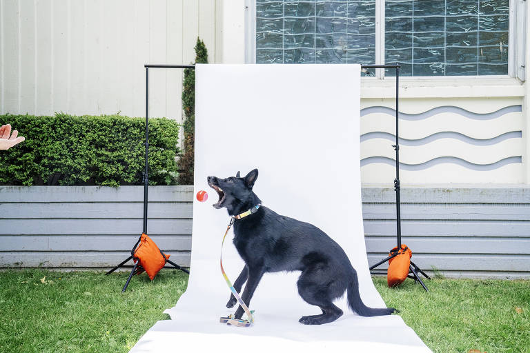 Um cão preto está posando em um estúdio fotográfico, sentado em frente a um fundo branco. O cão está tentando pegar com a boca um brinquedo vermelho. O cenário inclui suportes de iluminação laranja e uma parede com um padrão ondulado ao fundo.