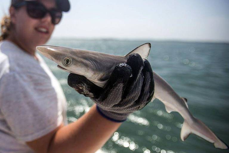 Mulher segura tubarão pequeno com uma mão usando uma luva