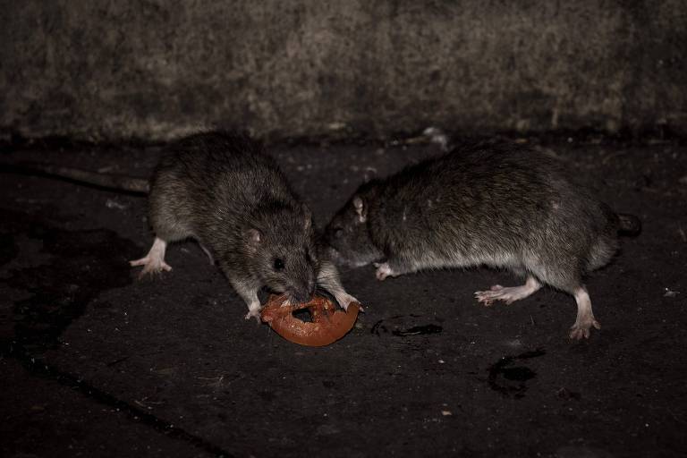 A imagem mostra dois ratos em um ambiente escuro, com um deles segurando um pedaço de tomate. O chão é de cor escura e parece sujo, com algumas marcas visíveis. Os ratos têm pelagem cinza e estão próximos um do outro, com um deles focado no pedaço de tomate.
