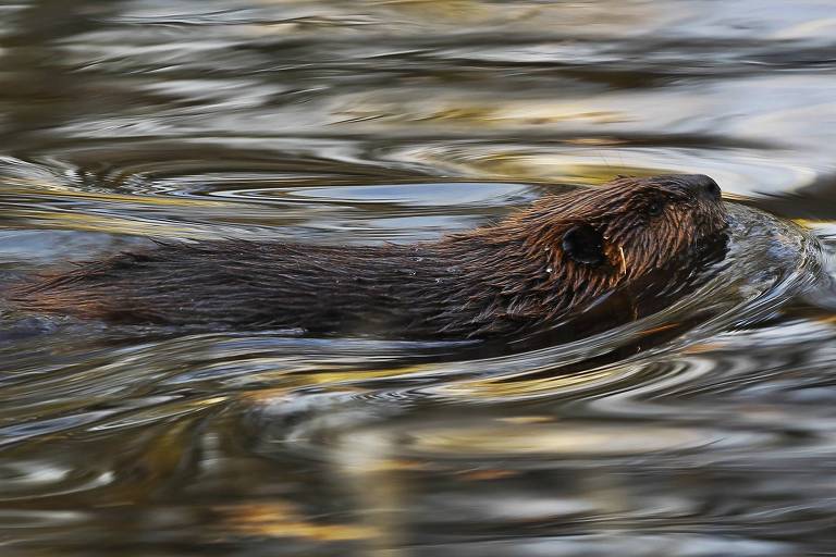 A imagem mostra um castor nadando em águas calmas, com reflexos de luz na superfície da água. O castor é coberto por pelagem marrom e tem um corpo robusto, com a cabeça parcialmente submersa e os olhos visíveis.