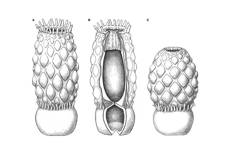 A imagem apresenta três ilustrações de estruturas da Essexella como uma anêmona. As ilustrações mostram diferentes ângulos e seções das estruturas, que têm uma forma ovalada e são cobertas por uma textura semelhante a escamas ou gomos. A parte inferior de cada estrutura é arredondada.