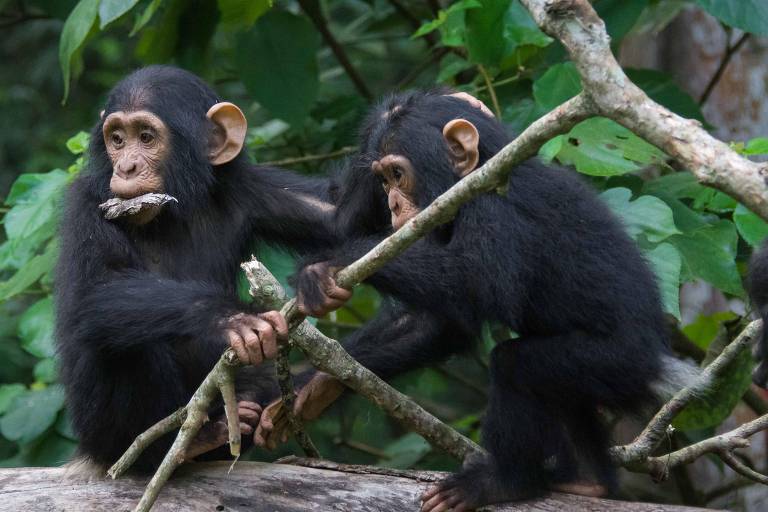 A imagem mostra dois filhotes de chimpanzé em um ambiente natural, cercados por folhas verdes e galhos. Um dos chimpanzés está segurando um galho, enquanto o outro parece estar observando. Ambos têm pelagem preta e expressões curiosas.