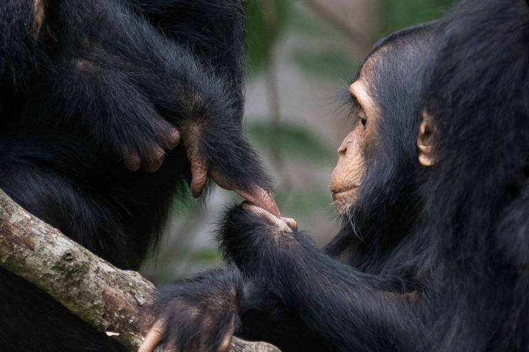 A imagem mostra dois chimpanzés em um ambiente natural. Um chimpanzé está segurando a mão do outro, que parece estar olhando atentamente. Ambos têm pelagem preta e estão em uma posição que sugere interação social. O fundo é desfocado, com vegetação verde ao redor.
