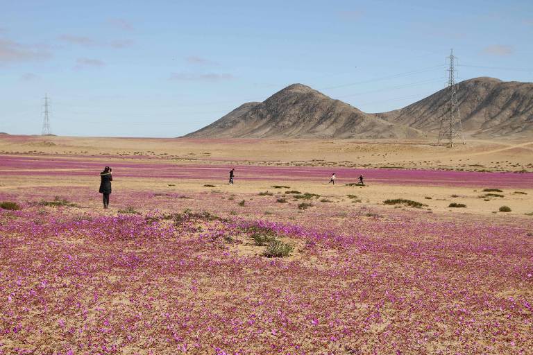 Chuvas incomuns fazem deserto do Atacama florescer antes da época