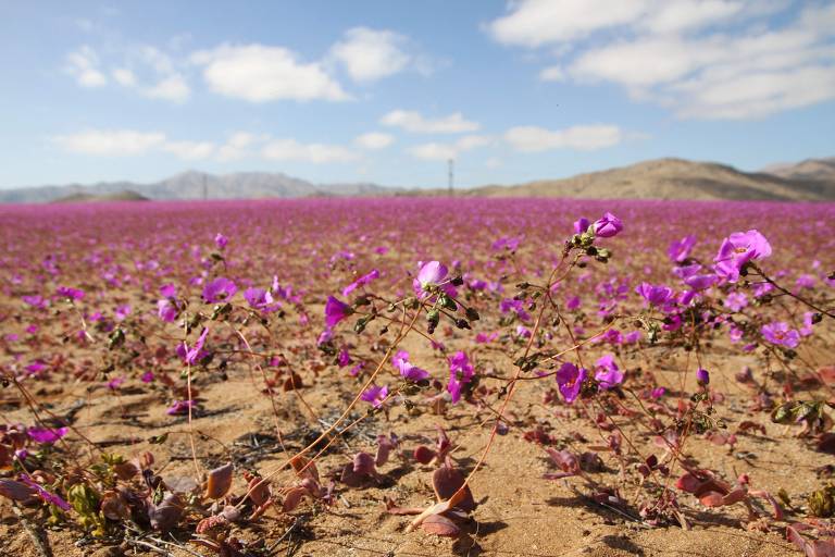 Chuvas incomuns fazem deserto do Atacama florescer antes da época