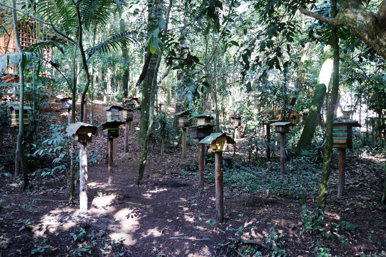 Área de manejo de abelhas nativas sem ferrão, na aldeia Jaraguá-Ywy Porã