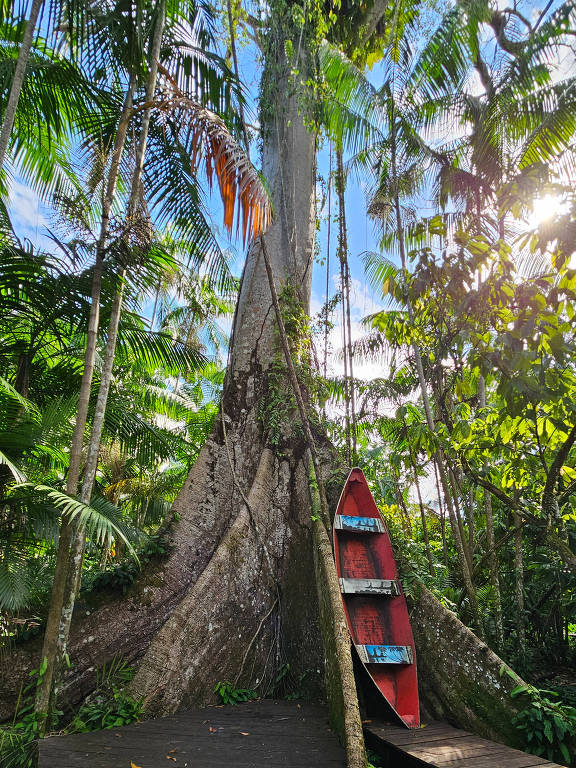 barco de madeira vermelho de pé apoiado em imensa árvore em floresta