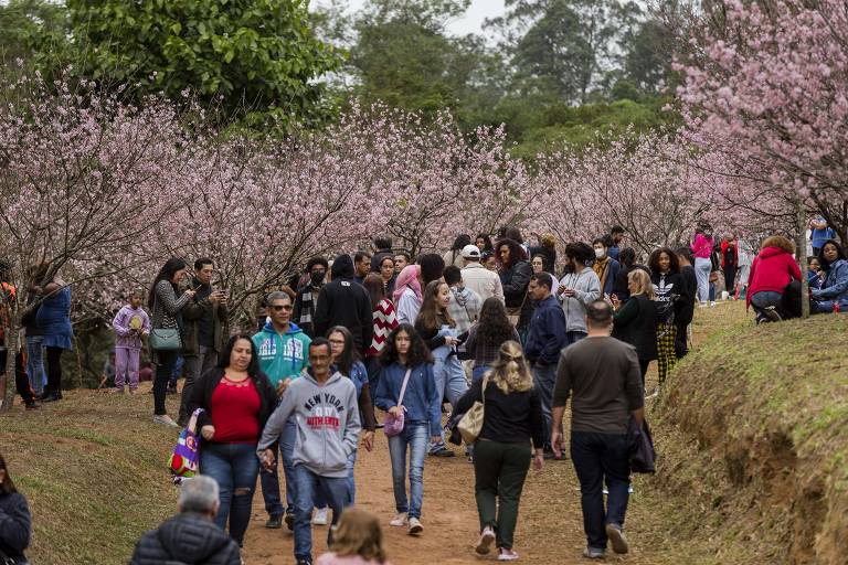 Veja fotos de edições da Festa da Cerejeira em São Paulo