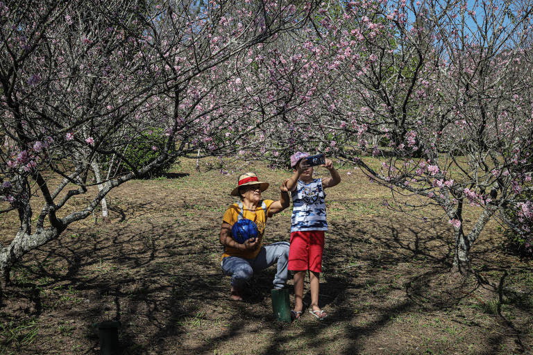 A imagem mostra duas pessoas em um pomar de cerejeiras. Uma mulher, agachada, usa uma camiseta amarela e um chapéu, segurando uma bolsa azul. Um menino, em pé ao lado dela, veste uma camiseta listrada e shorts vermelhos, apontando para as flores. As árvores ao redor estão cheias de flores rosa, criando um ambiente colorido e natural