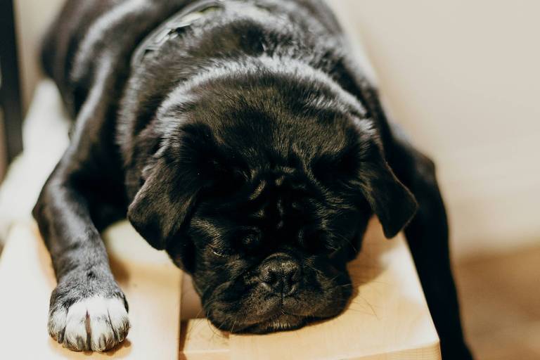 Um cachorro preto, possivelmente um pug, está deitado sobre uma mesa de madeira clara. Ele tem a cabeça apoiada na superfície da mesa e parece estar dormindo. Suas patas estão estendidas, com uma das patas dianteiras mostrando uma unha branca. O fundo é desfocado, sugerindo um ambiente interno.