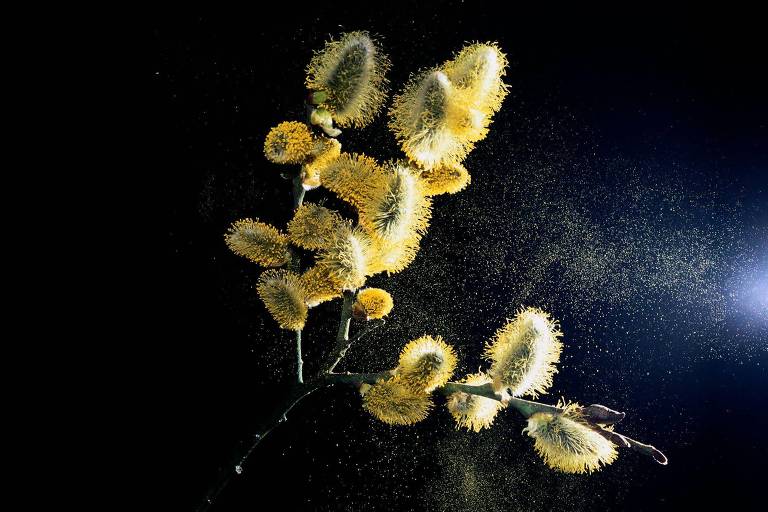 A imagem mostra ramos de flores amarelas com uma textura suave e peluda, destacando-se contra um fundo escuro. Algumas flores estão abertas, enquanto outras estão em botão. Há uma leve névoa ou poeira visível ao redor das flores, sugerindo um efeito de iluminação suave.
