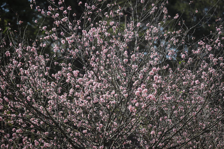 A imagem mostra uma árvore coberta de flores rosa, com ramos finos e uma densa cobertura de flores. O fundo é desfocado, sugerindo um ambiente natural.