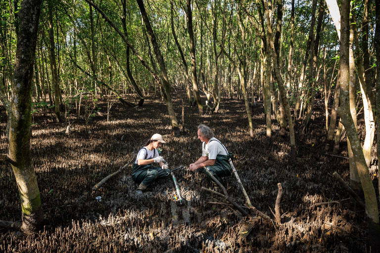 A imagem mostra duas pessoas trabalhando em um manguezal. Elas estão agachadas no solo coberto por raízes expostas e vegetação baixa. Ao fundo, há árvores altas e densas, com luz natural filtrando entre as folhas. Uma das pessoas está segurando um tubo, enquanto a outra observa. O ambiente é úmido e parece ser um local de pesquisa ou monitoramento ambiental.