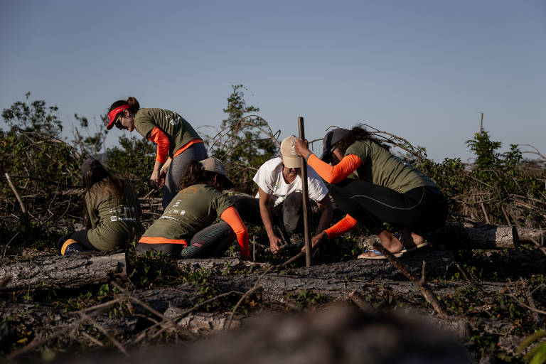 Projeto monitora, preserva e estuda os manguezais na Grande Florianópolis