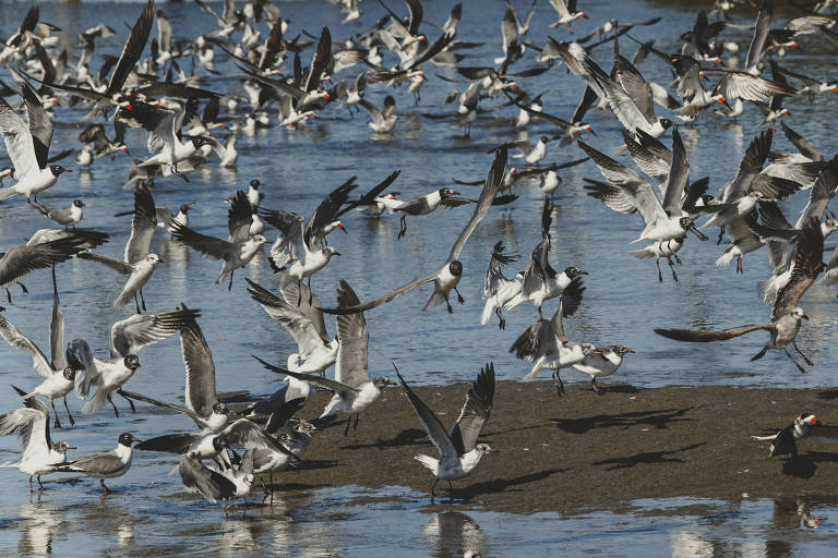 A imagem mostra um grande bando de aves em voo sobre uma superfície aquática. As aves estão em diferentes posições, algumas voando, outras pousadas, e a água reflete a luz do dia. O ambiente parece ser um local natural, possivelmente uma lagoa ou um estuário.