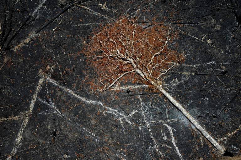 Árvore carbonizada caída no chão coberto de cinzas